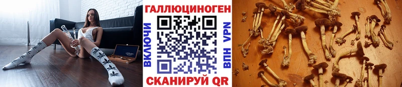 Галлюциногенные грибы Psilocybine cubensis  Купить где  Купино 